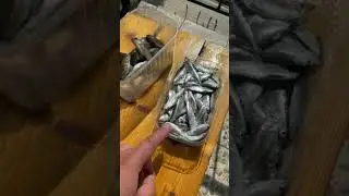 КИЛЬКА АТАКУЕТ ПОБЕРЕЖЬЕ