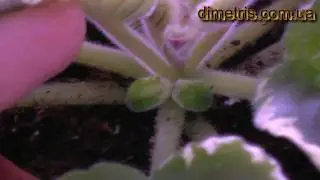 Удаляем цветоносы на фиалке