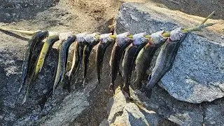 Pinecrest Best Trout Bait 2024!
