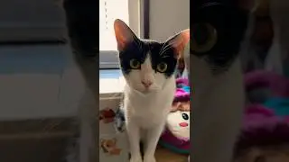 Look! How cute Am I #shorts #cutecat #cat #shortvideo