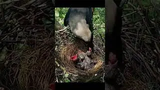 Anak burung makan