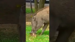 The boar caught and ate the monkey