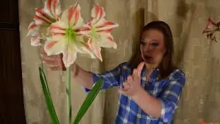Hippeastrum: flowering, planting and care