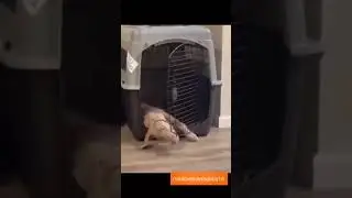 Супер подборка про кошек🤣🤣🤣😂❗❗❗