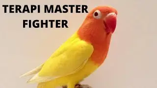 auto ngekek gacor dalam sekejab , pancing pakai lovebird ini.