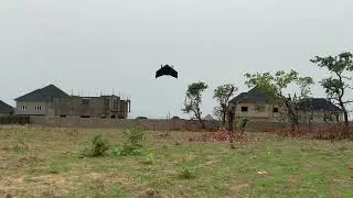 Tailsitter Flight test