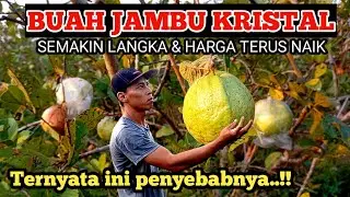 PENYEBAB BUAH JAMBU KRISTAL LANGKA & HARGA TERUS NAIK