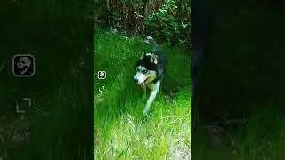 Хаски на прогулке. #забавныеживотные #сибирскиехаски #смешныевидео
