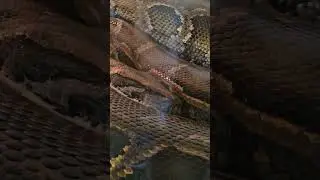#Абакан#Зоопарк 2024.08.24