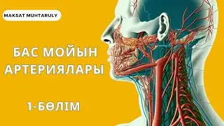 ЖАЛПЫ ҰЙҚЫ АРТЕРИЯСЫ | СЫРТҚЫ ҰЙҚЫ АРТЕРИЯСЫ