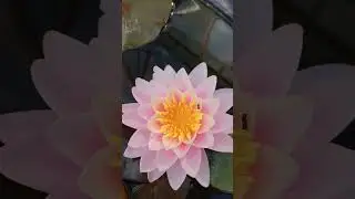 Первый цветок нимфеи !