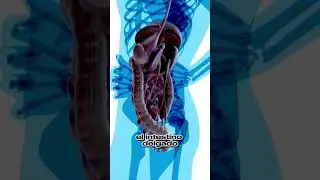 Produccion de bilis y regulacion del colesterol