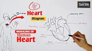 How to draw Human heart diagram | human heart diagram | Class 10 science
