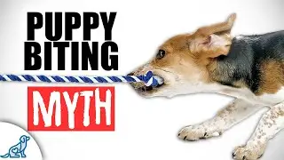 Trying To Stop Puppy Biting? Forget What You've Been Told..