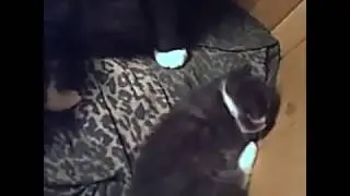 Kitten Adorableness - Ely the Pittie