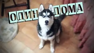 🐾 Хаски ОДИН ДОМА