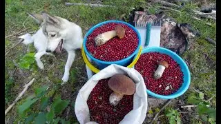 СБОР БРУСНИКИ. АВГУСТ 2020.