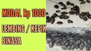 INSEKTISIDA ALAMI UNTUK HAMA LEMBING