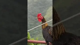 Доминикана / Эмоциональный 😂 / Dominican Channel