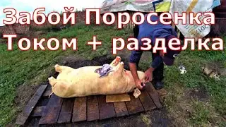 Slaughter, meat yield, cutting up a pig