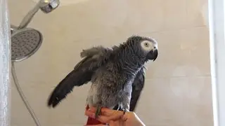 How to Shower Your Bird