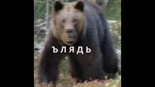 Капча поставь медведя на ноги