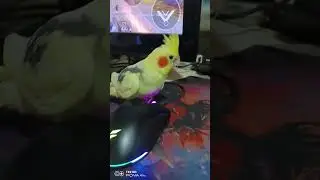 Карлуша новый чит в  standoff 😁 