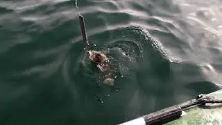 Баренцево море, июль, выход из залива, бычок, сапог