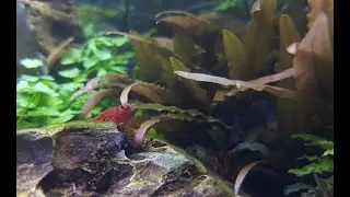 Great Beginner Plant - Cryptocoryne Axelrodi