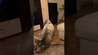 Балдося #akita #собака #akitainu #dog