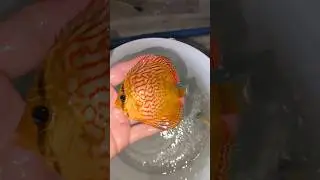 Местная отправка красивых рыбасиков