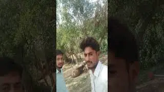 raja ke rani #newsong #shortvideo @Ashishdhawariyaofficialvlog