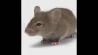 rat