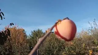 наконец-то дождались