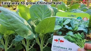 Tips and methods for growing chinese kale easily with large stems