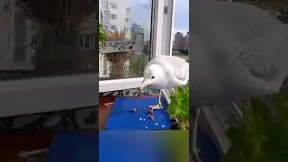 Нас и здесь не плохо кормят!