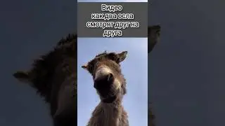 Два Осла Смотрят Друг на Друга #смешноевидео #юмор #видеосживотными