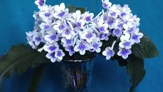 Streptocarpus Gwen