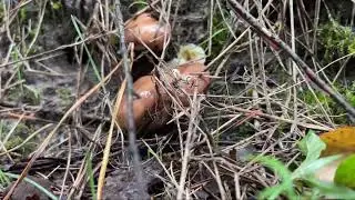 ГРИБНАЯ УДАЧА❗️ДАВНО НЕ СОБИРАЛ СТОЛЬКО ГРИБОВ! МОРЕ УДОВОЛЬСТВИЯ!  
