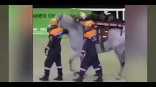 лошадь и спасатели