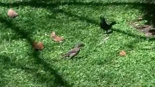 : TORDOS QUILMEÑOS, diciembre 2016 :