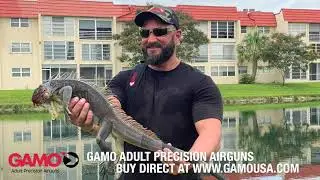 GAMO Goes Iguana Hunting