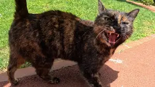 Attract Your Cat with Meowing Sound - Meowing cat will make your cat come to you