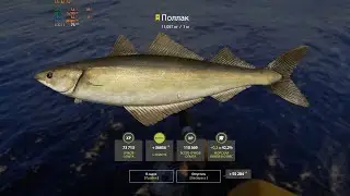 RF4. Норвежское море. Поллак