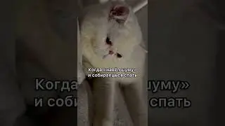Навёл шуму#котики#реки#shorts#тренды