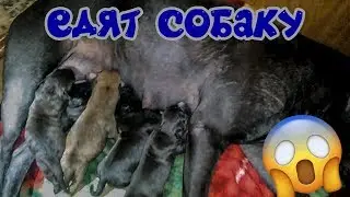Фаина питбуль!! Щенки едят собаку