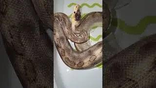 Só relaxando #ballpython