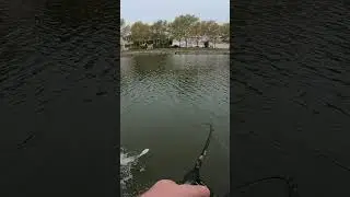 heartbreak #fishing #swimbait