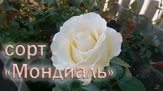 Обзор чайно-гибридных роз сорта Мондиаль