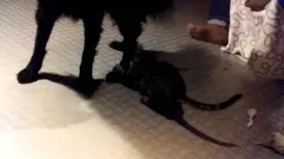 Dog and cat playing together